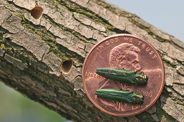 Emerald Ash Borer Damage Signs Projects Damaged Wood